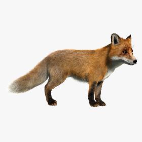 Fox (RIGGED) (FUR)